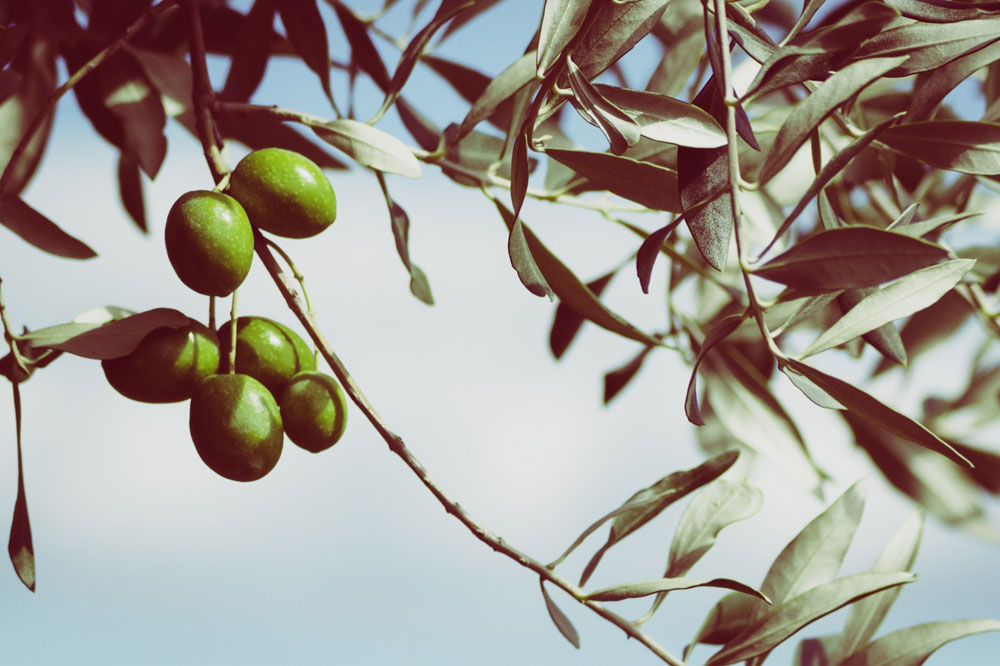 Alberi e piante nella tradizione cristiana - Holyblog