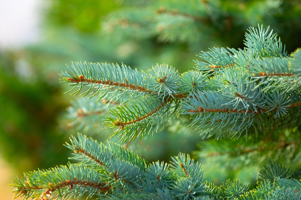 Profumatori per l’albero di Natale: una chicca durante le festività